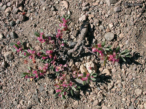 Plancia ëd Polygonum shastense Brewer ex A. Gray