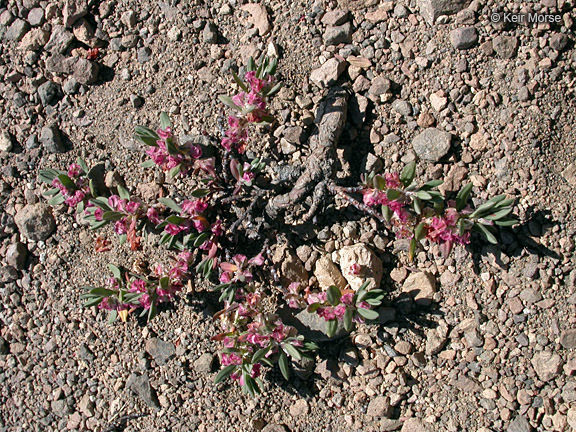 Polygonum shastense Brewer ex A. Gray resmi