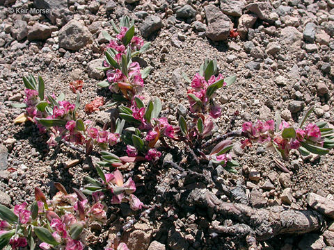 Plancia ëd Polygonum shastense Brewer ex A. Gray