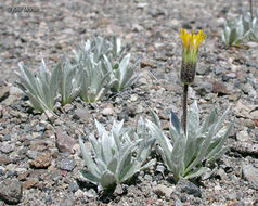 Image of silky raillardella