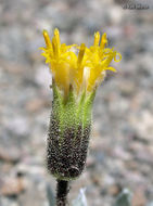 Image of silky raillardella