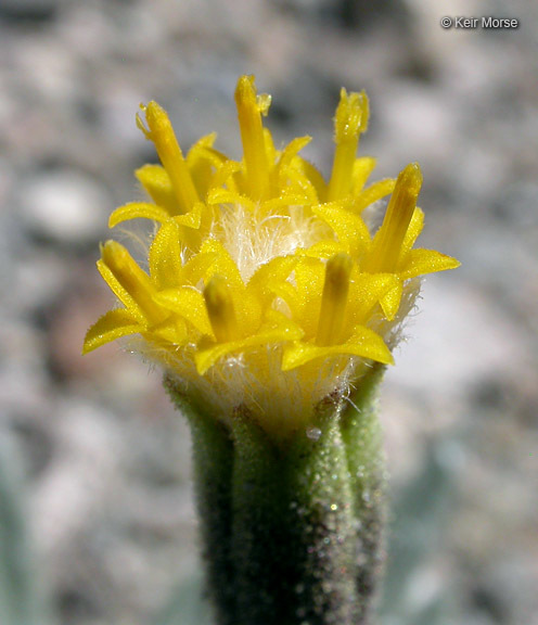 Image of silky raillardella