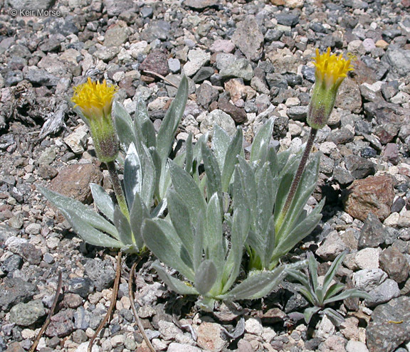 Image of silky raillardella