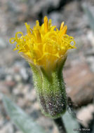 Image of silky raillardella