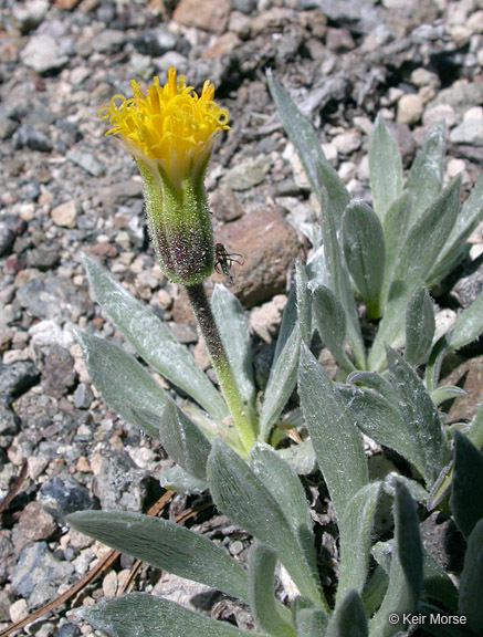 Image of silky raillardella