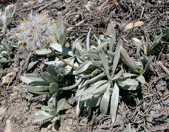 Image of silky raillardella