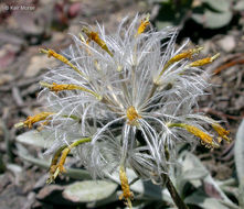 Image of silky raillardella