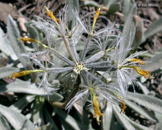 Image of silky raillardella