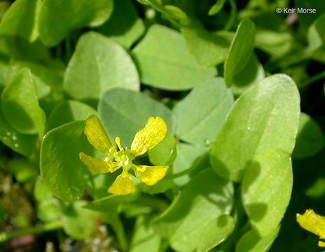 Image de Ranunculus gormanii Greene