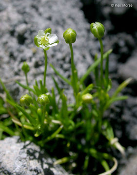 Image of Alpine Pearlwort