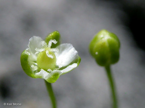 Image of Alpine Pearlwort