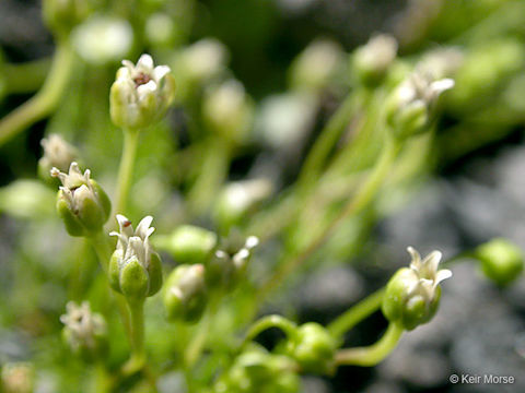 Image of Alpine Pearlwort