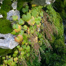 Image of wood saxifrage