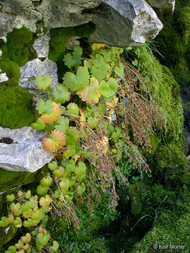 Слика од Saxifraga mertensiana Bongard