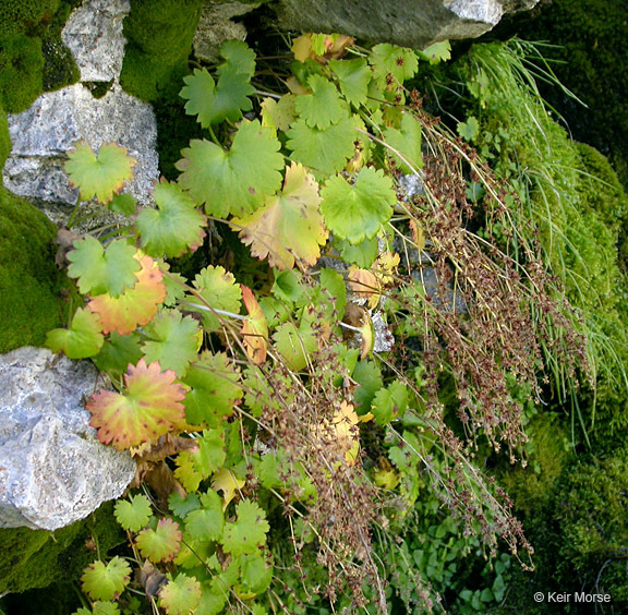 Image of wood saxifrage