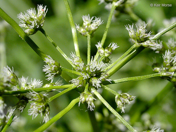 Image of panicled bulrush