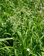 Image of panicled bulrush