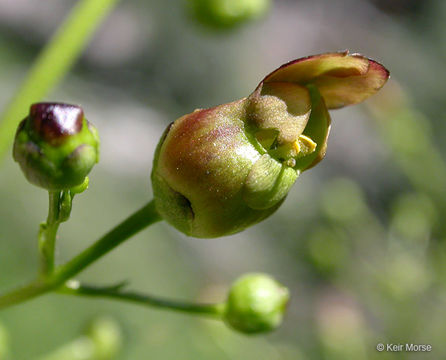 Imagem de Scrophularia lanceolata Pursh