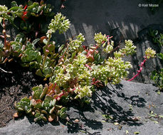 Sivun Sedum oregonense (S. Wats.) M. E. Peck kuva