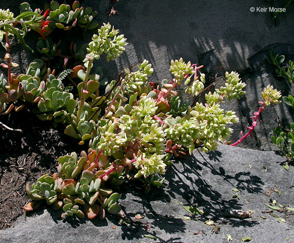 Sivun Sedum oregonense (S. Wats.) M. E. Peck kuva