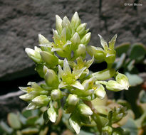 Sivun Sedum oregonense (S. Wats.) M. E. Peck kuva