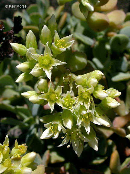 Sivun Sedum oregonense (S. Wats.) M. E. Peck kuva