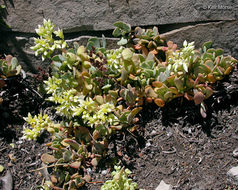 Sivun Sedum oregonense (S. Wats.) M. E. Peck kuva