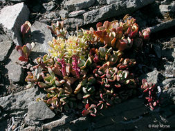 Sivun Sedum oregonense (S. Wats.) M. E. Peck kuva