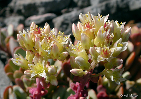 Sivun Sedum oregonense (S. Wats.) M. E. Peck kuva