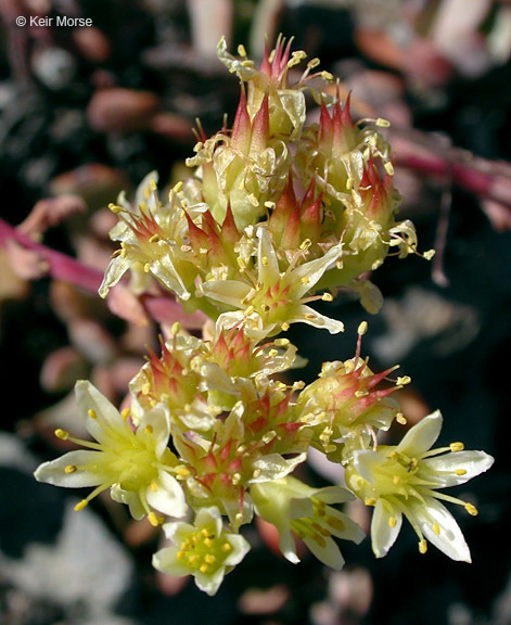 Sivun Sedum oregonense (S. Wats.) M. E. Peck kuva