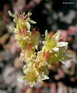 Sivun Sedum oregonense (S. Wats.) M. E. Peck kuva