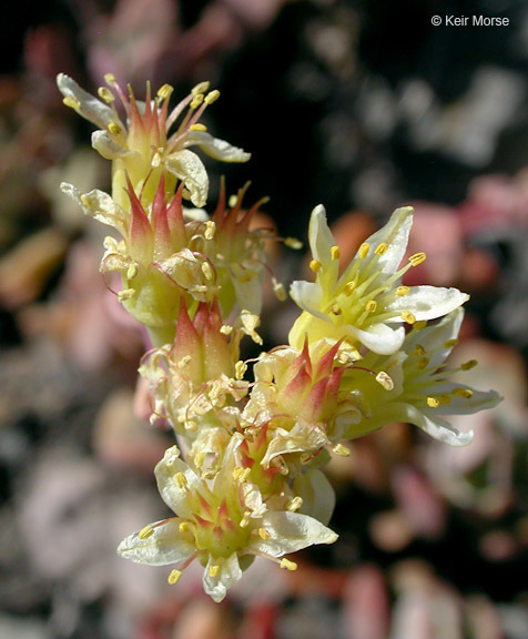 Sivun Sedum oregonense (S. Wats.) M. E. Peck kuva