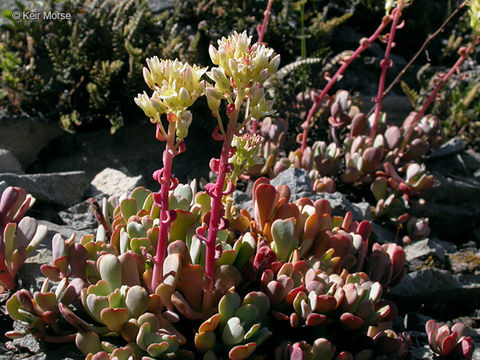 Image of cream stonecrop