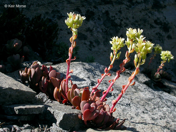 Sivun Sedum oregonense (S. Wats.) M. E. Peck kuva