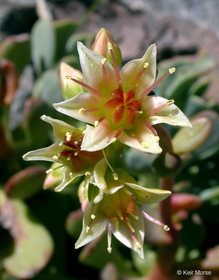 Sivun Sedum oregonense (S. Wats.) M. E. Peck kuva