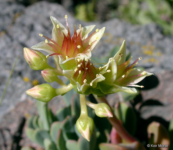 Sivun Sedum oregonense (S. Wats.) M. E. Peck kuva