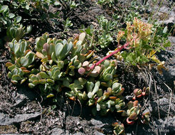 Sivun Sedum oregonense (S. Wats.) M. E. Peck kuva