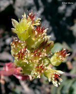 Sivun Sedum oregonense (S. Wats.) M. E. Peck kuva