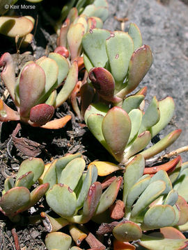 Sivun Sedum oregonense (S. Wats.) M. E. Peck kuva