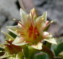 Sivun Sedum oregonense (S. Wats.) M. E. Peck kuva