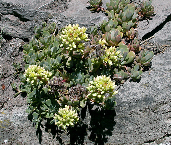 Sivun Sedum oregonense (S. Wats.) M. E. Peck kuva