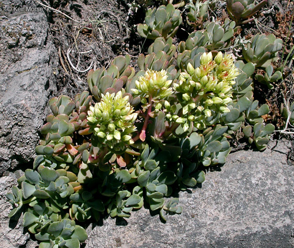 Sivun Sedum oregonense (S. Wats.) M. E. Peck kuva