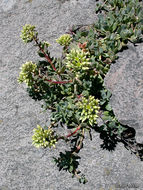 Sivun Sedum oregonense (S. Wats.) M. E. Peck kuva