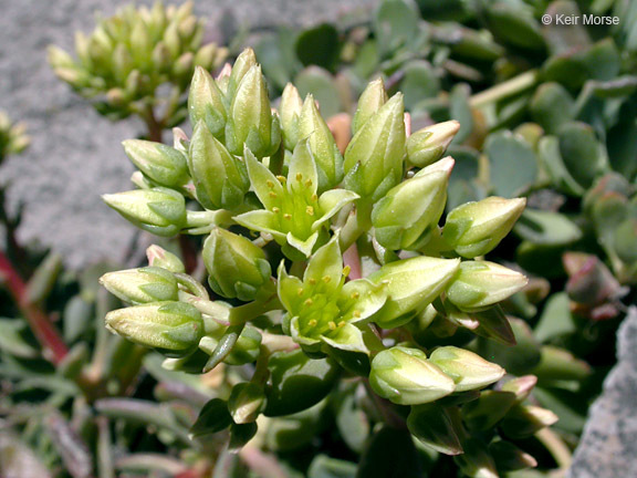 Sivun Sedum oregonense (S. Wats.) M. E. Peck kuva