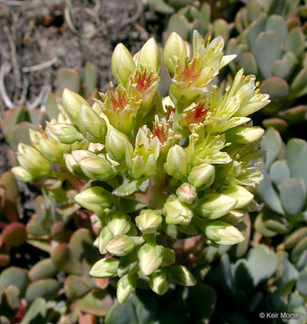 Image of cream stonecrop