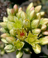 Sivun Sedum oregonense (S. Wats.) M. E. Peck kuva