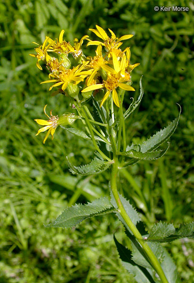 Image of arrowleaf ragwort