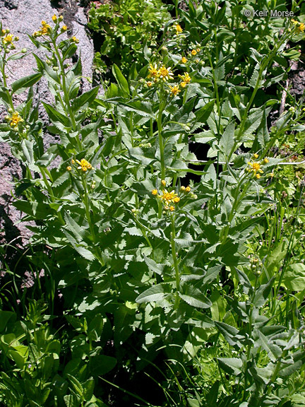 Image of arrowleaf ragwort