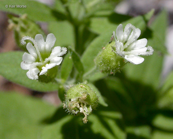 Image of Menzies' campion