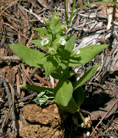 Image of Menzies' campion